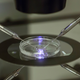 Illustration for article titled All The Single Ladies Are Taking the In Vitro Fertilization Route